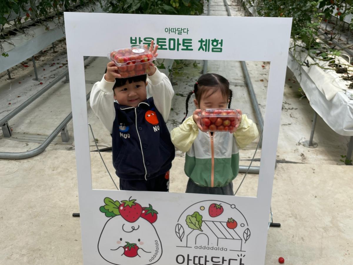 토마토