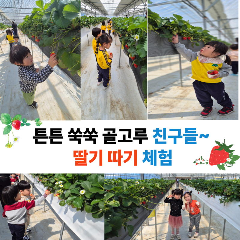 특화 사업 "튼튼 쑥쑥 골고루 친구들" 딸기 따기 체험